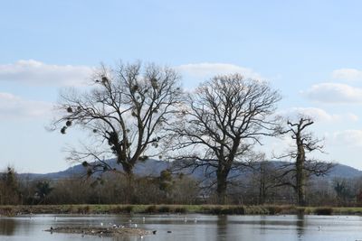 54: Leafless