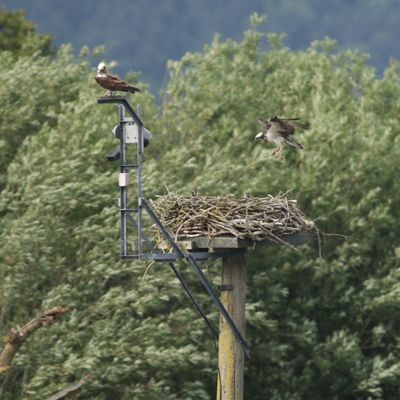 151: Osprey nest