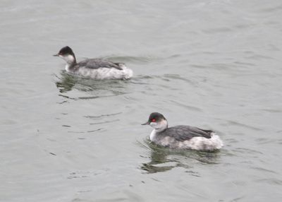 284: Grebes
