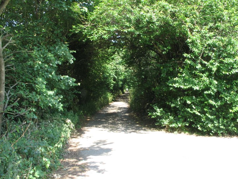 Driving out in the summer, a very green lane