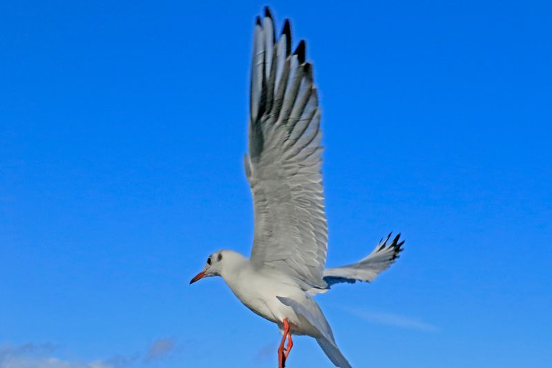 A blue sky background is great for bird photos, gray skys are horrible