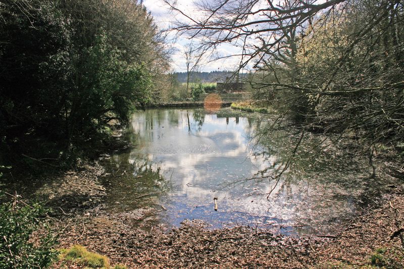 Sherbourne is usually clearer of weed than the Silent Pool above