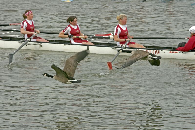 Canada geese really love a good race