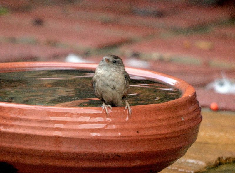 A Wren, it is a tiny little bird, very shy, the second it sees you it is gone