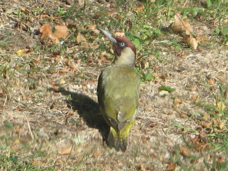 Greenwoodpecker