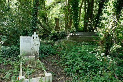 Overgrown graves