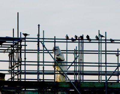 The birds are queuing up to be the first to SIT on the shiny new statue.