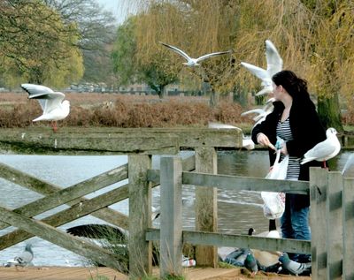 All the birds are very tame in the park