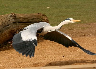Very low flying across the ground
