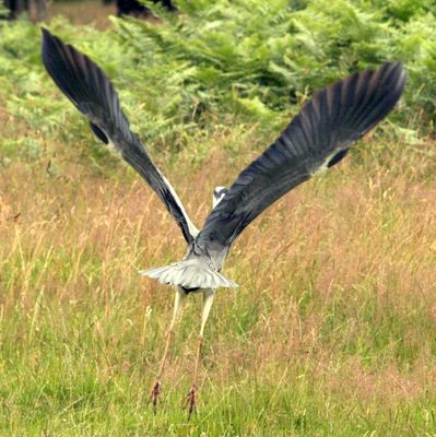 Rarely see one taking off from grass