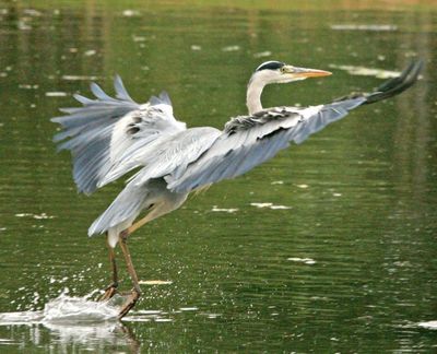 Leaving the pond