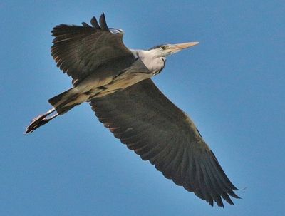Flying overhead