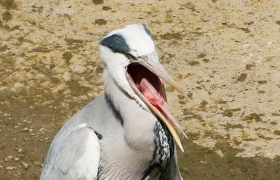 What a huge mouth, those little fish have no chance.