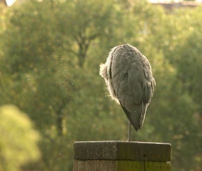 A cloud of midges to torment him