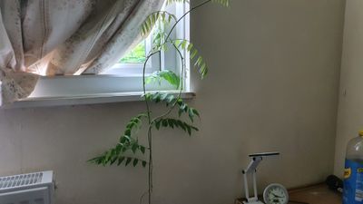 Triffid came through my bedroom window.