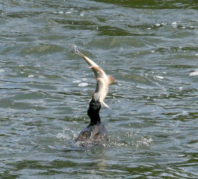Eating a very big fish