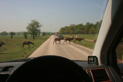 They rarely hurry across the road