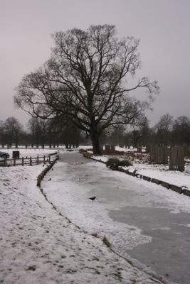 Beautiful covered in snow