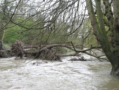 The stepping stones are under this lot
