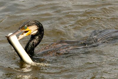 Cormorants have beautiful eyes