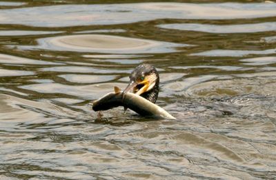 The Eels dont seem to fight much