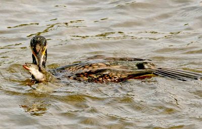 Eating an eel 