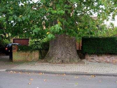 I would not like this tree outside my house