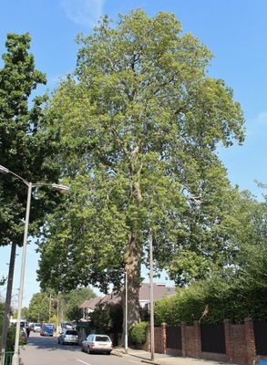 I wish i knew the height and weight of this tree