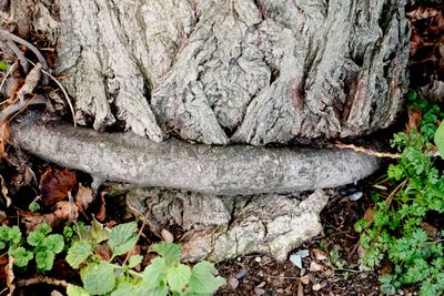 Tree wars