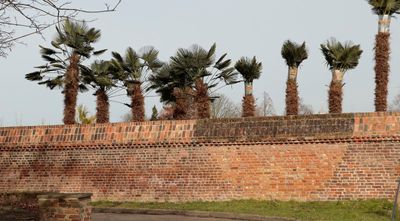 Them Triffids will never get over that wall