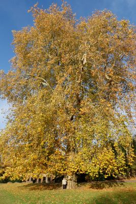 Margaret standing beside a big tree.