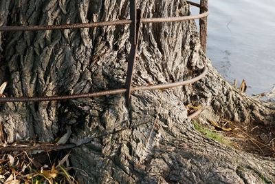 Stay still long enough and a tree will eat you