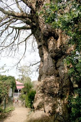 Wing Nut Tree