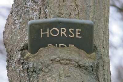 No sign of a horse !!!