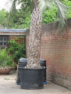How the hell does that tree, bush, flower, whatever, stay alive in that little pot