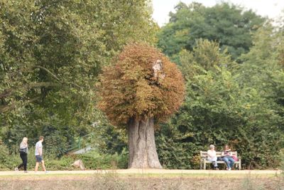 Big trunk on a little tree