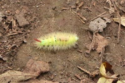 I wonder if you can tell what kind of butterfly or moth will come from a caterpillar