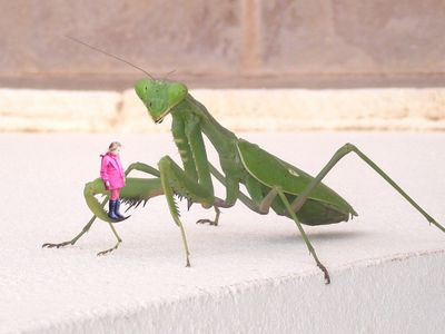 Praying Mantis about to leave this world