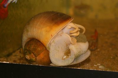 This is in an aquarium