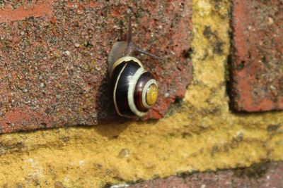 Molluscs