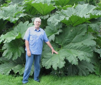 The biggest leaves I ever did see