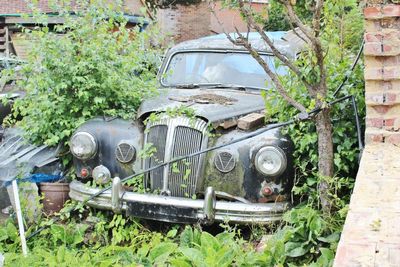 A garden Daimler