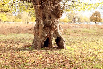 This tree does not want to go
