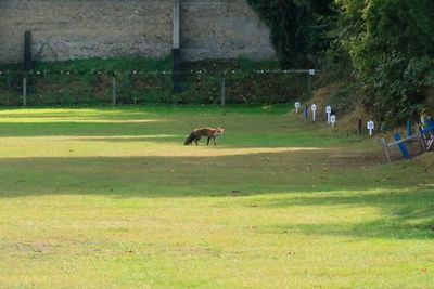 Fox's have always lived on the club 