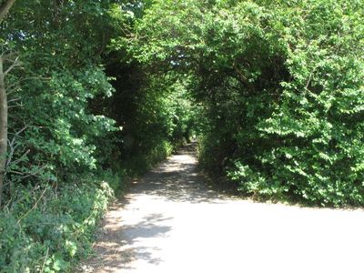 Driving out in the summer, a very green lane