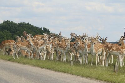 They wait by the side of the road, just as you reach them, they start walking across the road, very slowly
