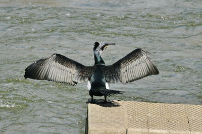 They dry their wings a lot, they sure have beautiful patterns on them