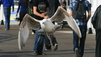 Cruising the pavement looking for food