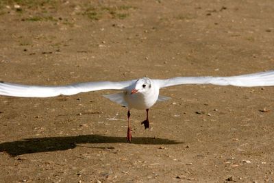 How does he fly that low
