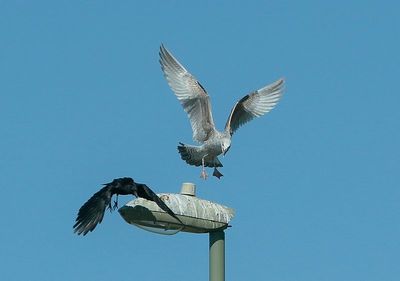 Fighting for a perch